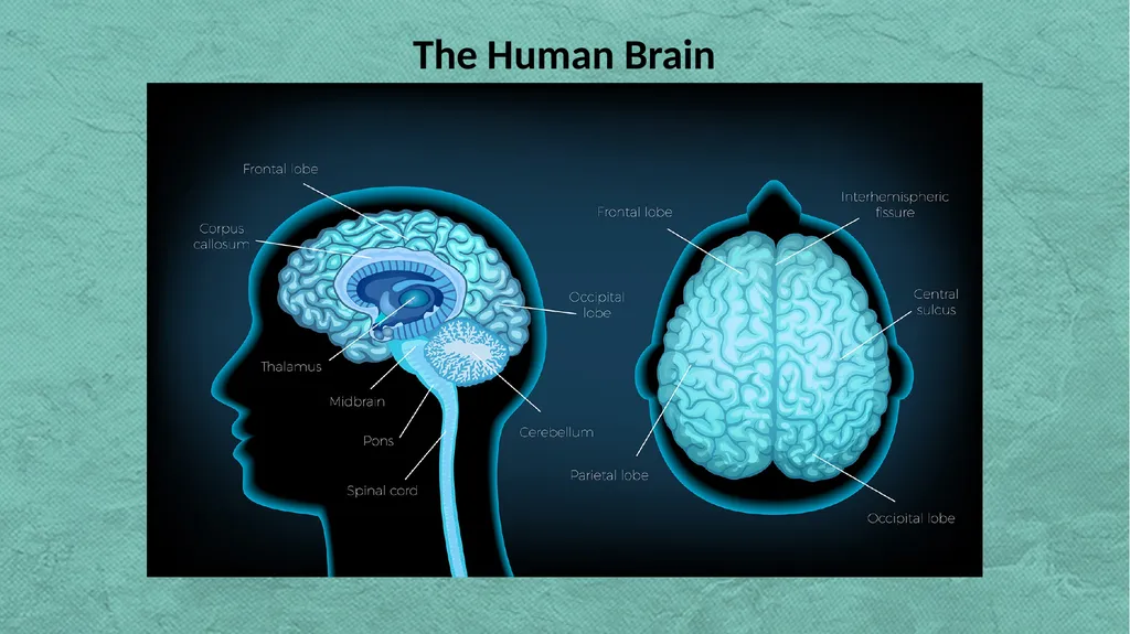 THE HUMAN BRAIN – SOME INTERESTING FACTS The Human - slide 3 of 29
