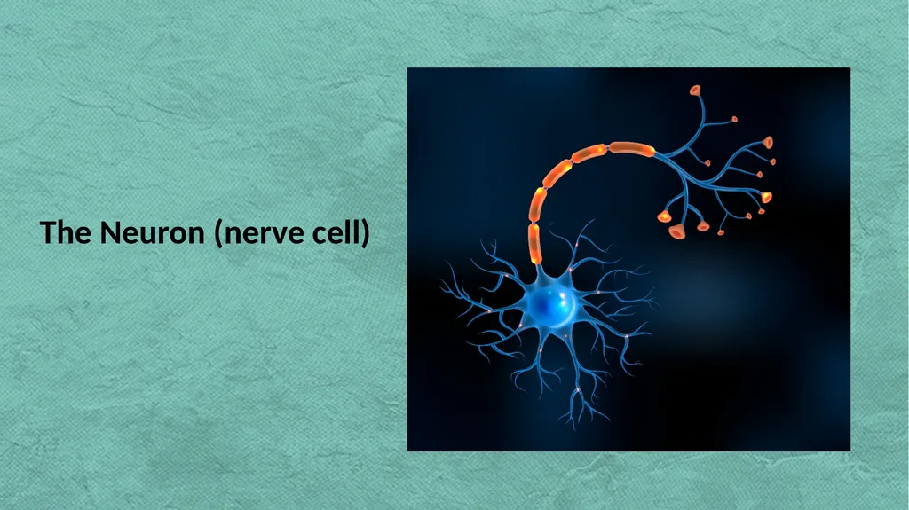 THE HUMAN BRAIN – SOME INTERESTING FACTS The Human - slide 4 of 29