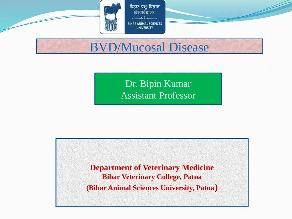 BVD/Mucosal Disease Dr. Bipin Kumar Assistant - slide 1 of 14