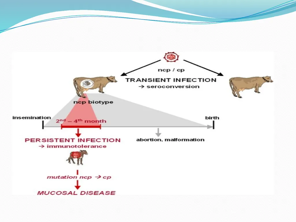BVD/Mucosal Disease Dr. Bipin Kumar Assistant - slide 7 of 14
