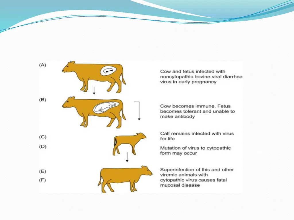 BVD/Mucosal Disease Dr. Bipin Kumar Assistant - slide 8 of 14