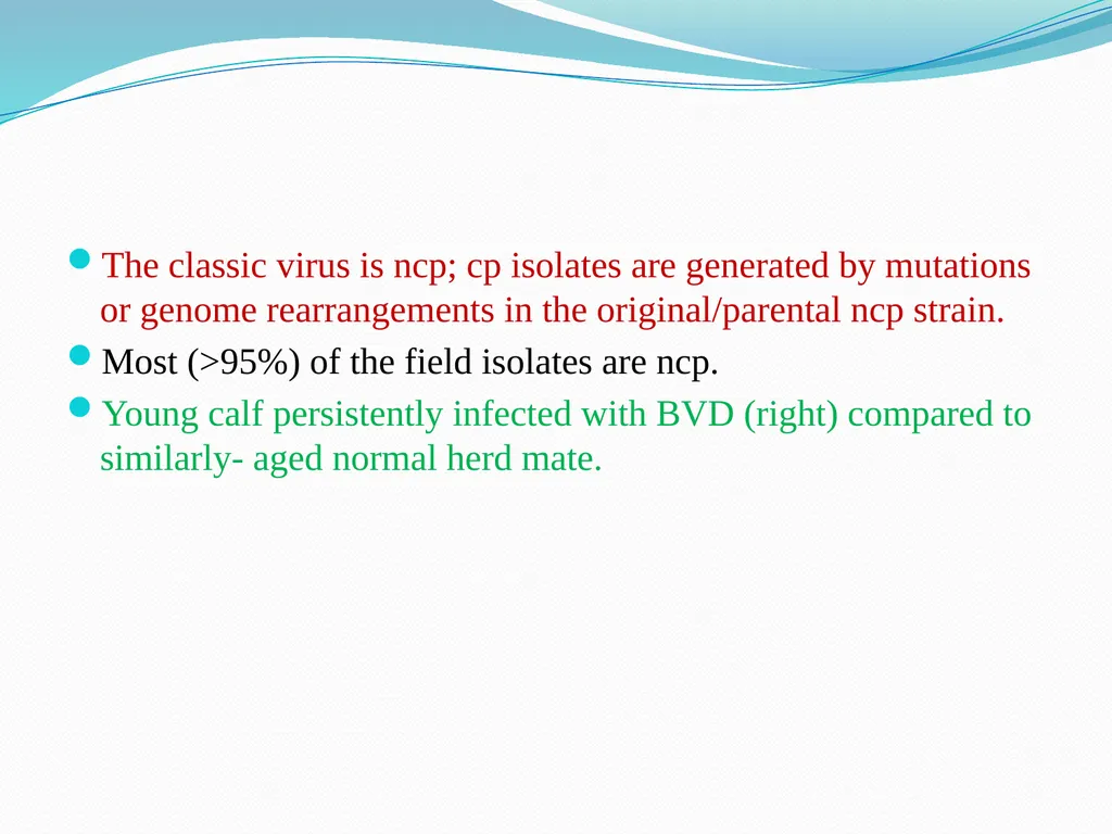 BVD/Mucosal Disease Dr. Bipin Kumar Assistant - slide 4 of 14