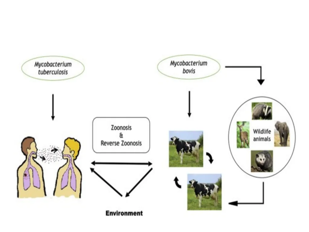 Tuberculosis Dr. Bipin Kumar Assistant Professor - slide 7 of 22