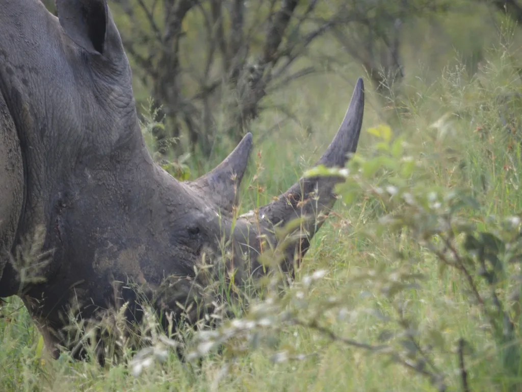 rhino impact Bond changing the conservation - slide 14 of 14