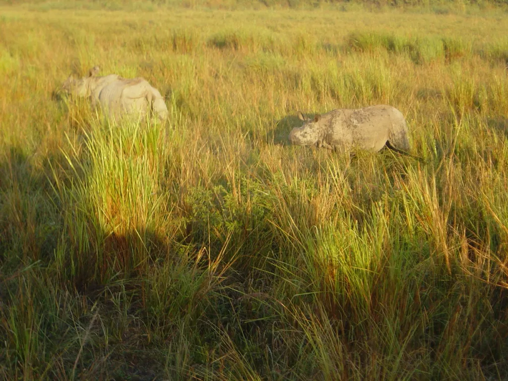 rhino impact Bond changing the conservation - slide 4 of 14