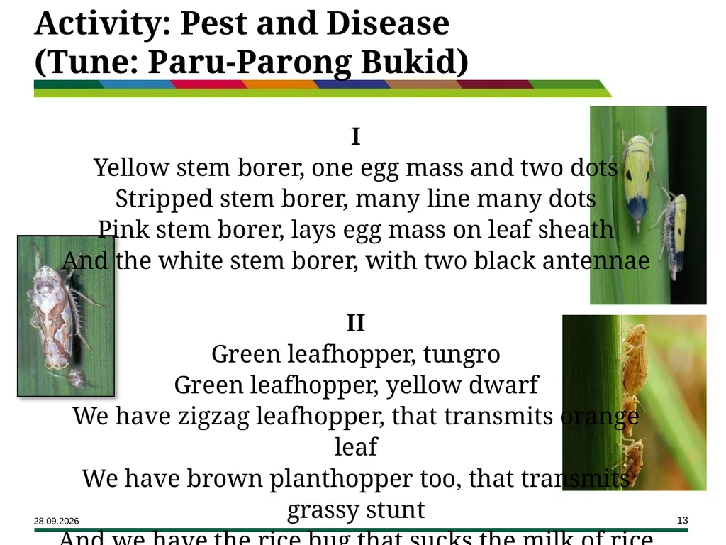 Major Rice Diseases and their Management Learning - slide 13 of 33