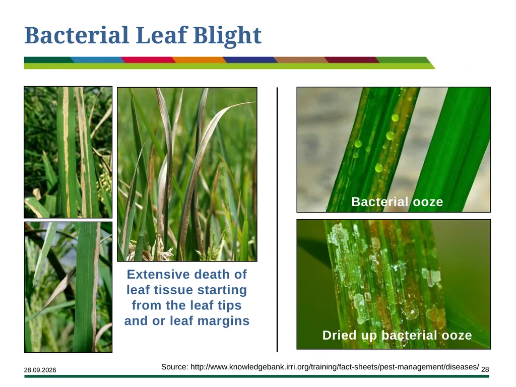 Major Rice Diseases and their Management Learning - slide 28 of 33
