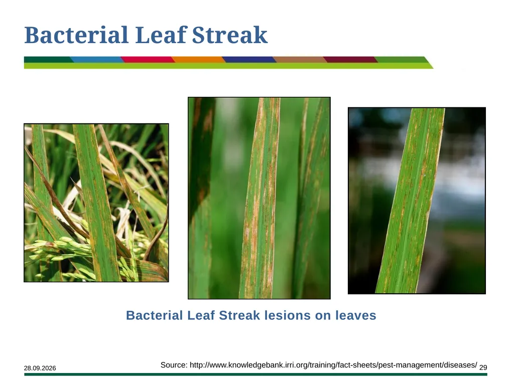 Major Rice Diseases and their Management Learning - slide 29 of 33