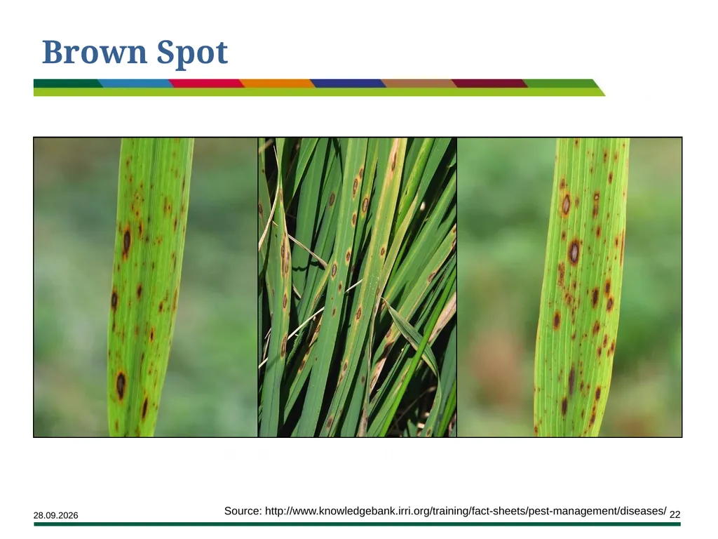 Major Rice Diseases and their Management Learning - slide 22 of 33