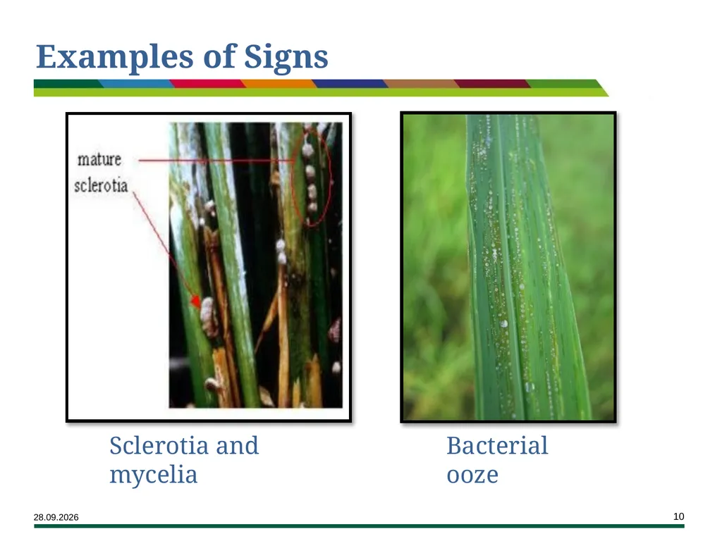 Major Rice Diseases and their Management Learning - slide 10 of 33