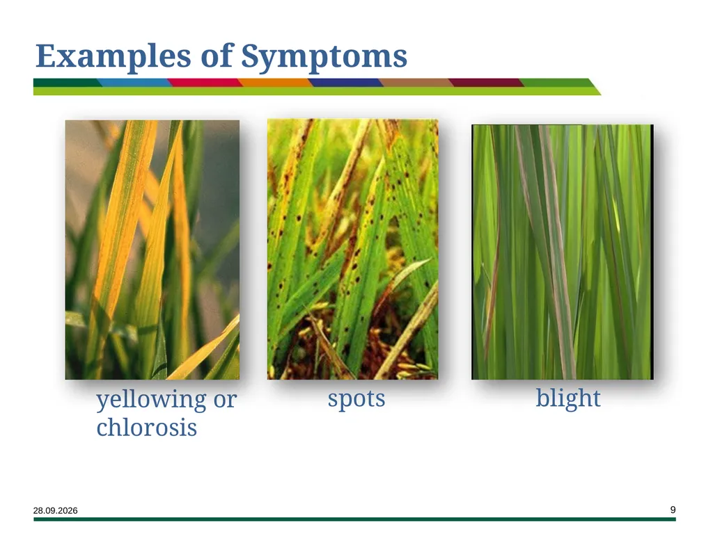 Major Rice Diseases and their Management Learning - slide 9 of 33