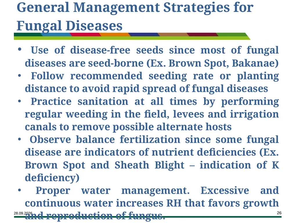 Major Rice Diseases and their Management Learning - slide 26 of 33