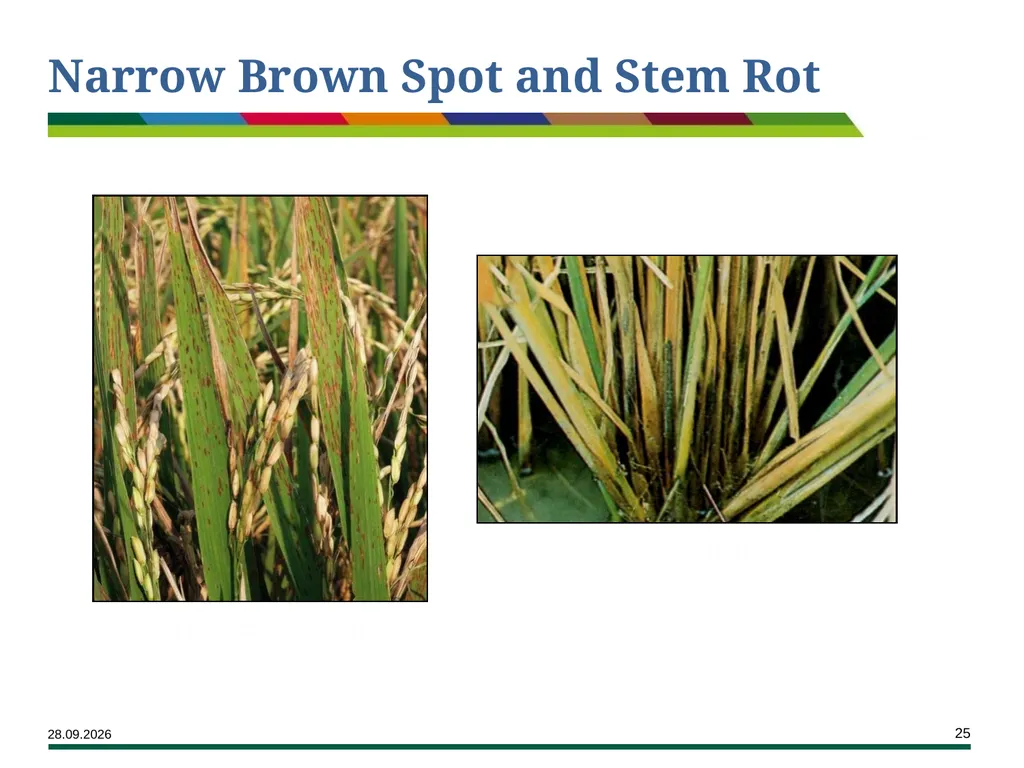 Major Rice Diseases and their Management Learning - slide 25 of 33