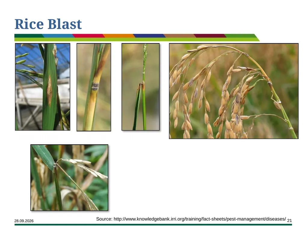 Major Rice Diseases and their Management Learning - slide 21 of 33