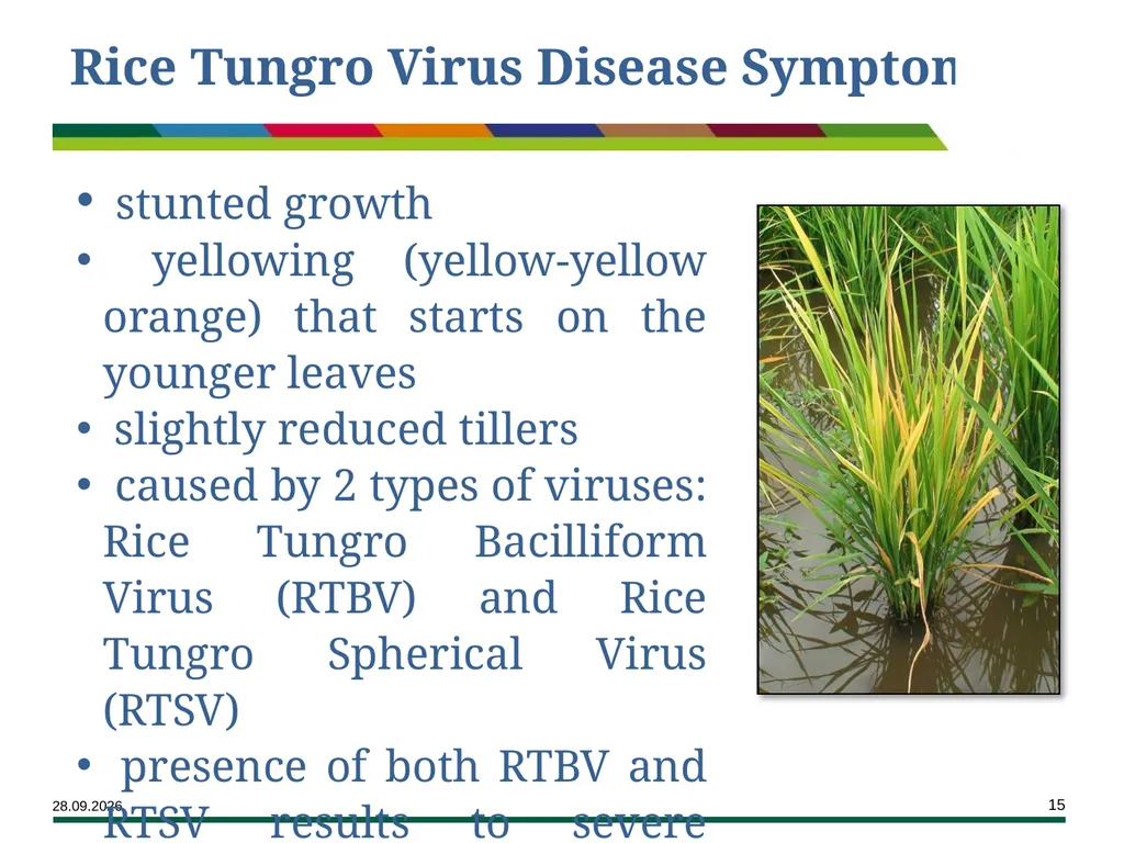 Major Rice Diseases and their Management Learning - slide 15 of 33