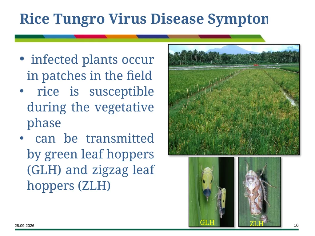 Major Rice Diseases and their Management Learning - slide 16 of 33