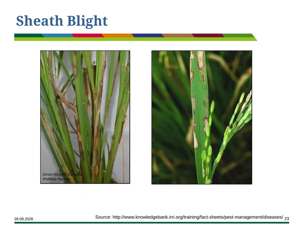 Major Rice Diseases and their Management Learning - slide 23 of 33