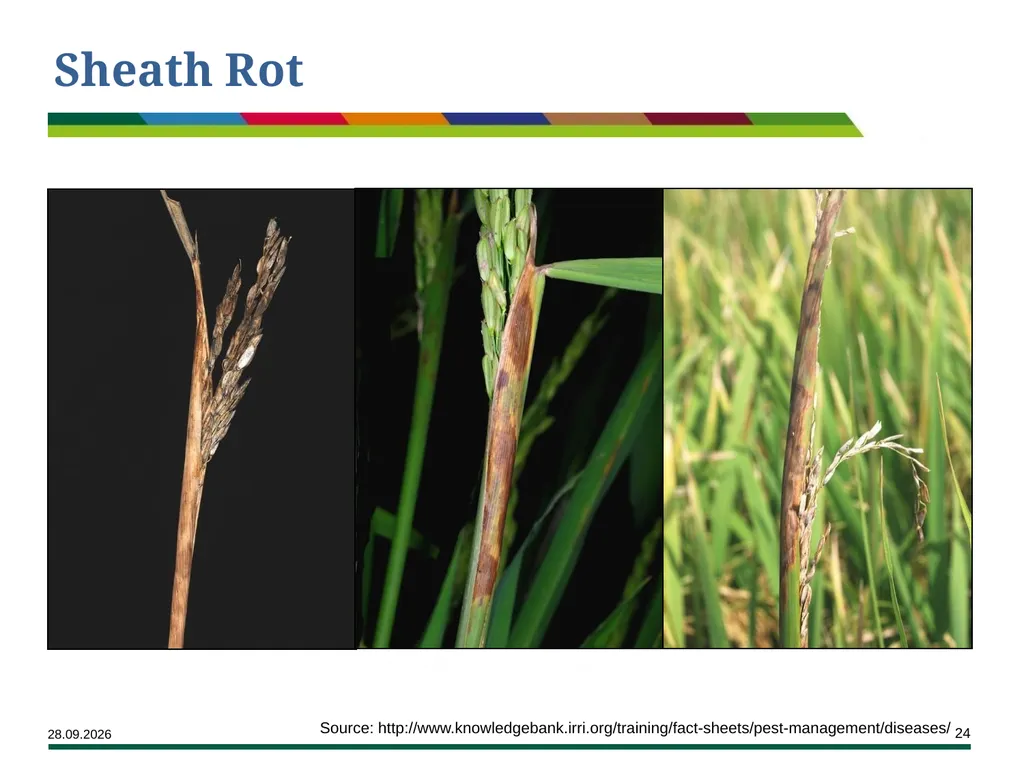 Major Rice Diseases and their Management Learning - slide 24 of 33