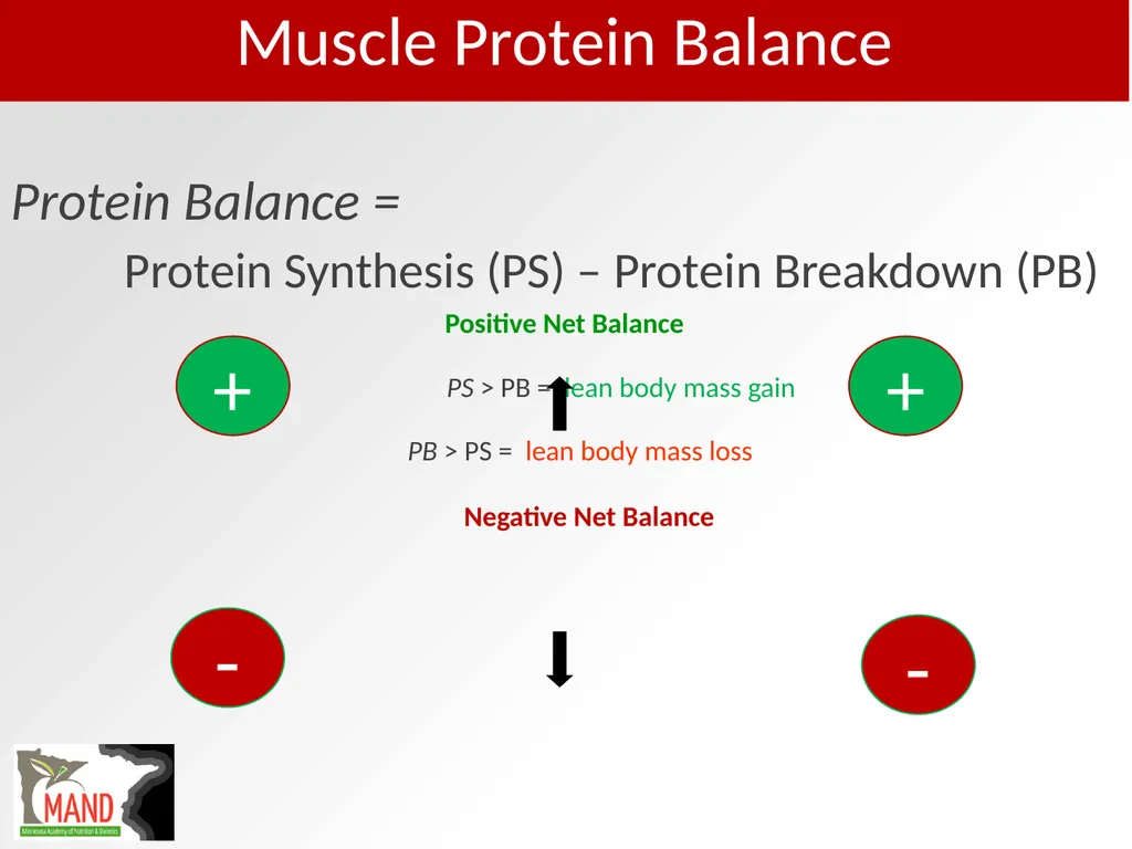 Protein Recommendations for Healthy Aging: - slide 20 of 39