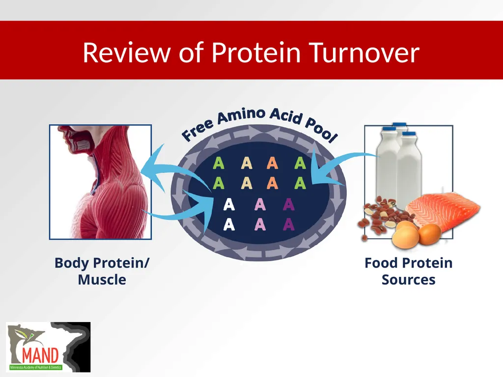 Protein Recommendations for Healthy Aging: - slide 19 of 39