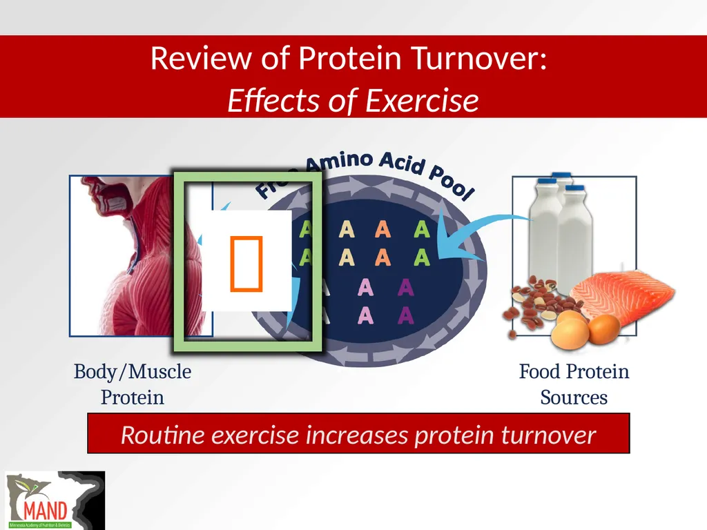 Protein Recommendations for Healthy Aging: - slide 21 of 39