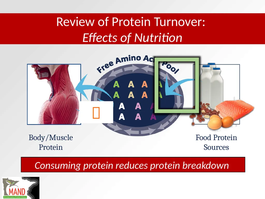 Protein Recommendations for Healthy Aging: - slide 22 of 39