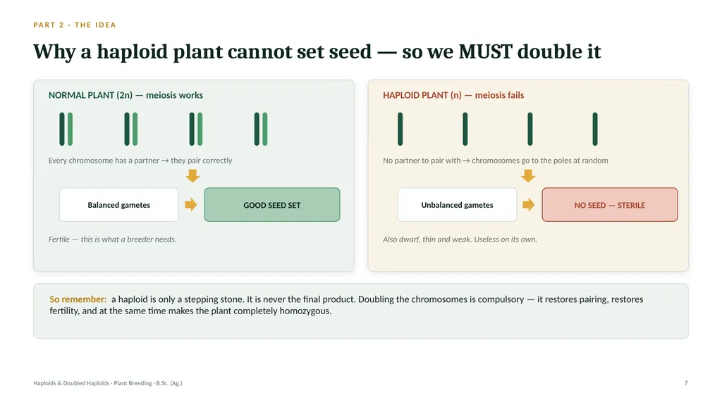 Haploids and Doubled Haploids How they are - slide 6 of 26