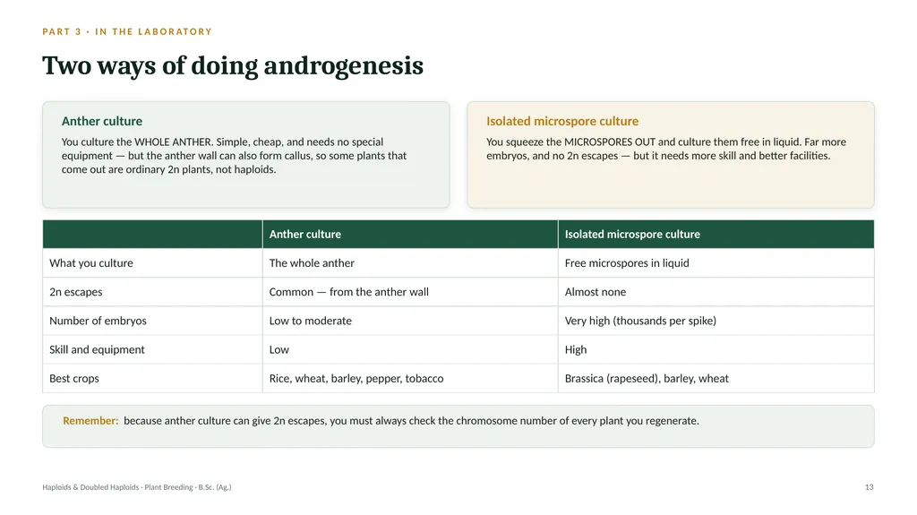 Haploids and Doubled Haploids How they are - slide 12 of 26