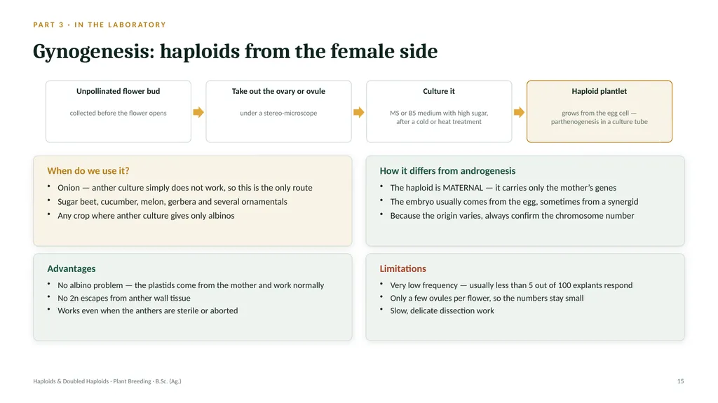 Haploids and Doubled Haploids How they are - slide 14 of 26