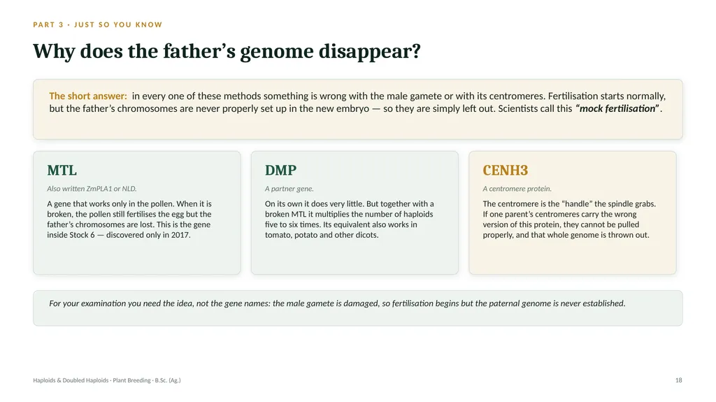 Haploids and Doubled Haploids How they are - slide 17 of 26