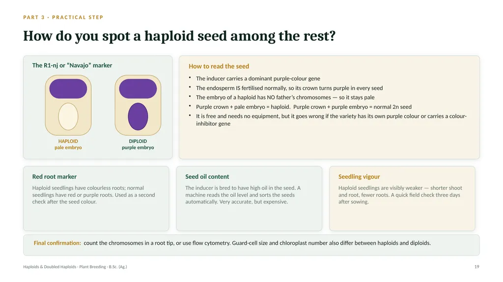 Haploids and Doubled Haploids How they are - slide 18 of 26