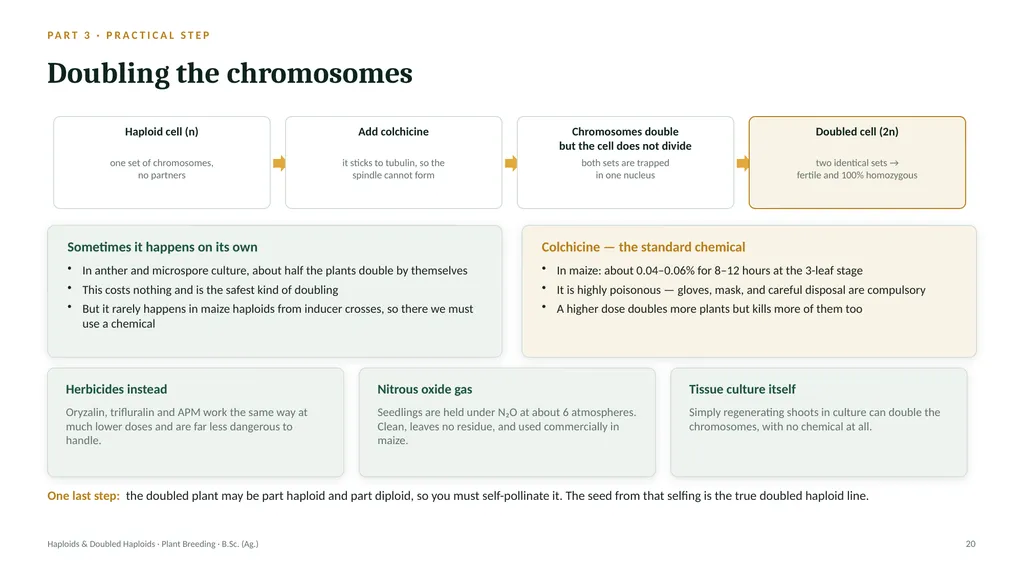 Haploids and Doubled Haploids How they are - slide 19 of 26