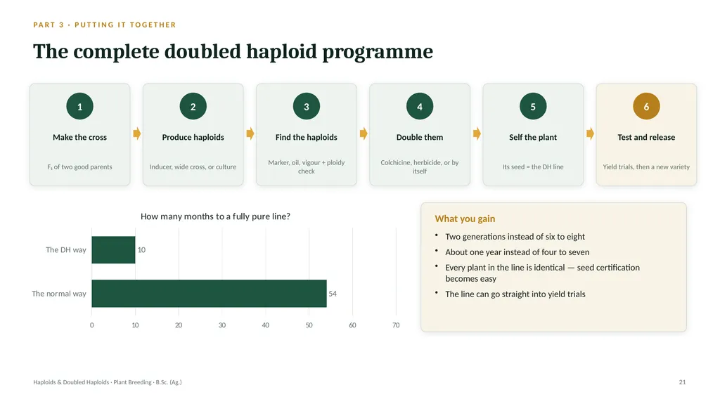 Haploids and Doubled Haploids How they are - slide 20 of 26