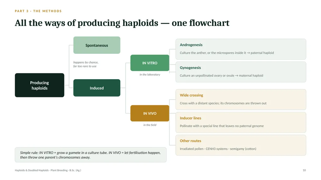 Haploids and Doubled Haploids How they are - slide 9 of 26