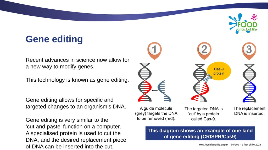 Genetic modification and gene editing Genes Every - slide 10 of 14
