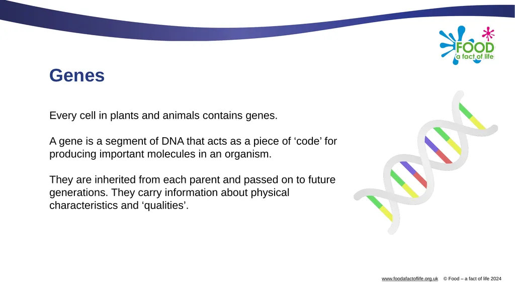 Genetic modification and gene editing Genes Every - slide 2 of 14