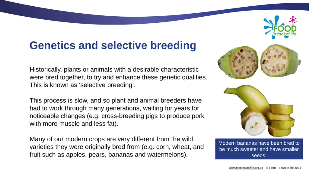 Genetic modification and gene editing Genes Every - slide 3 of 14