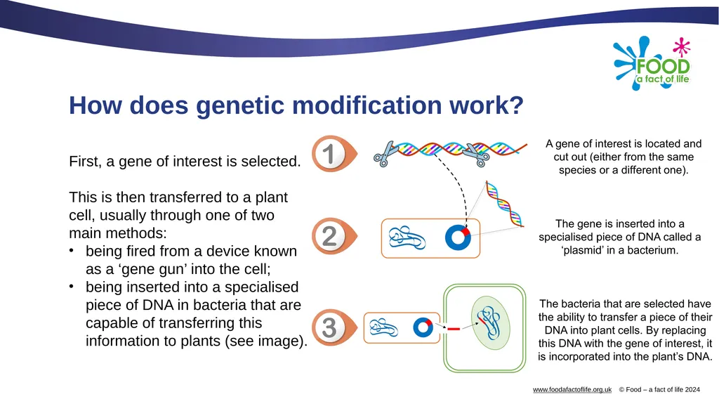Genetic modification and gene editing Genes Every - slide 5 of 14