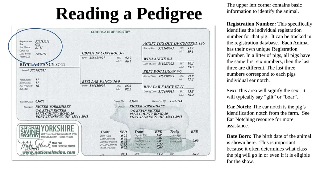 Pedigrees Learning Objectives Understand the - slide 6 of 31
