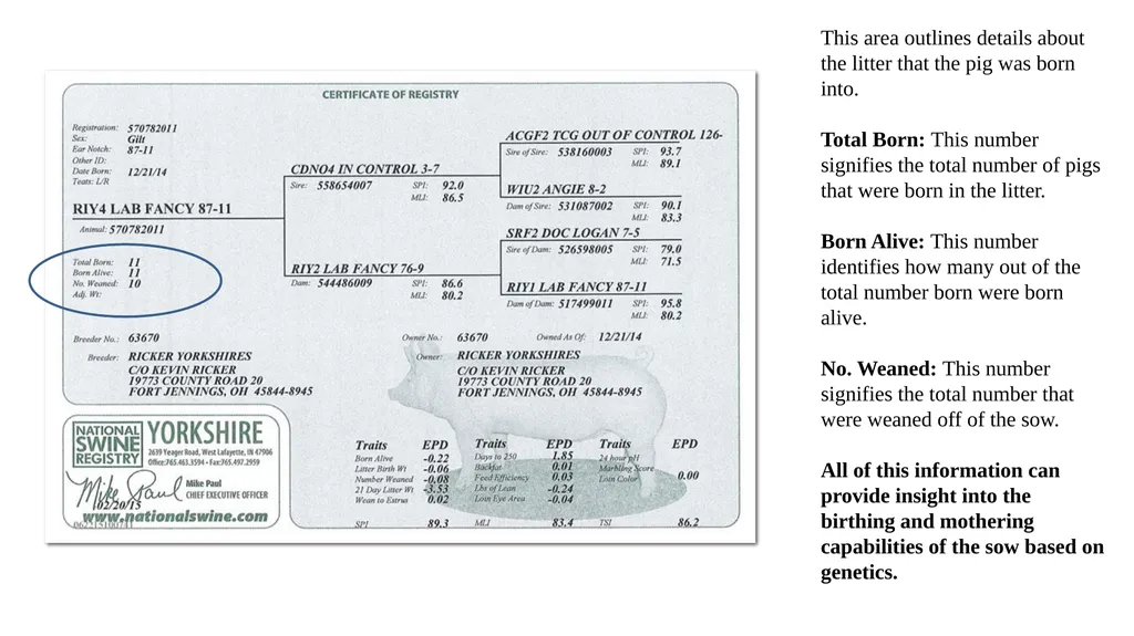 Pedigrees Learning Objectives Understand the - slide 7 of 31