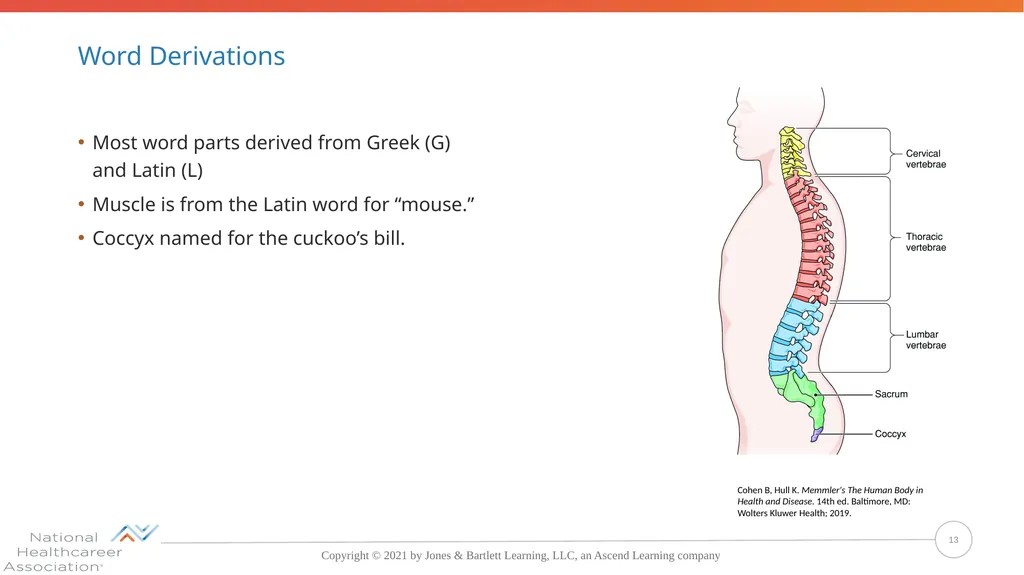 Concepts, Suffixes, and Prefixes of Medical - slide 13 of 47