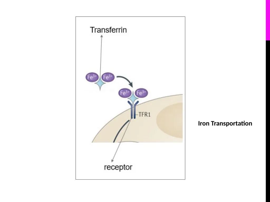 Quantitative Determination of Serum Iron, - slide 5 of 18