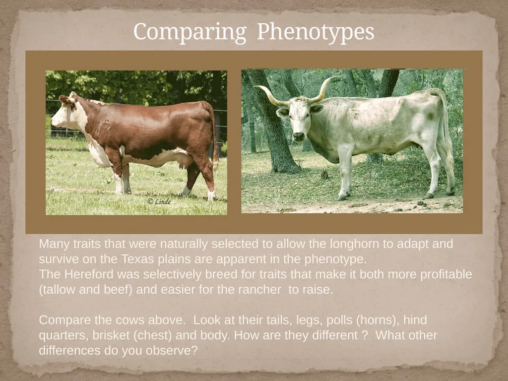 Comparing bovine phenotypes developed through - slide 5 of 8