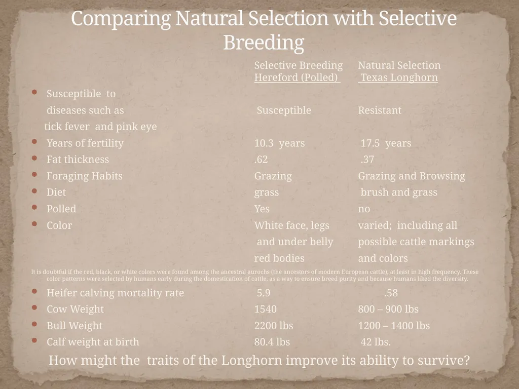 Comparing bovine phenotypes developed through - slide 6 of 8