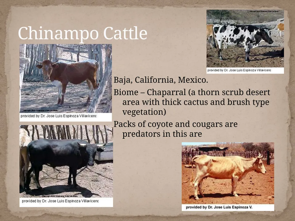 Bos Taurus Comparing Natural Selection in - slide 6 of 11