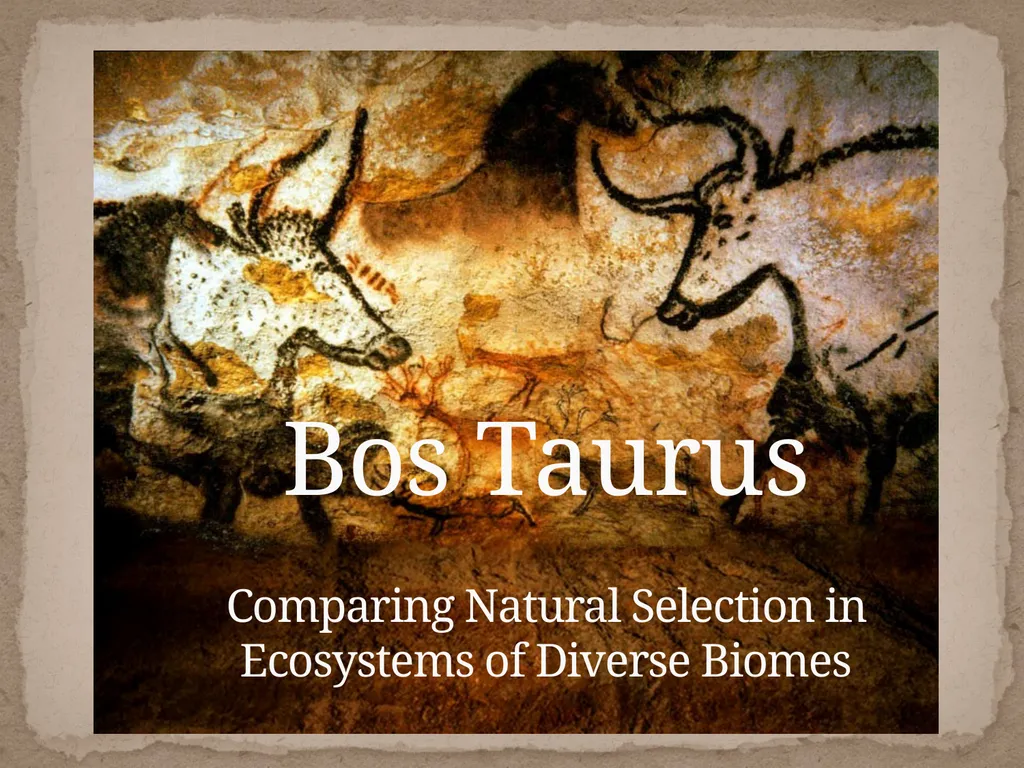 Bos Taurus Comparing Natural Selection in - slide 1 of 11