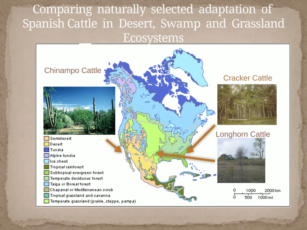 Bos Taurus Comparing Natural Selection in - slide 3 of 11