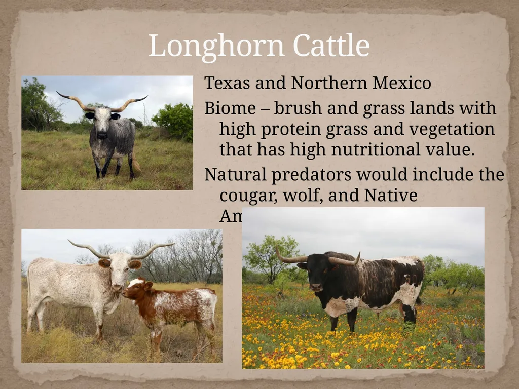 Bos Taurus Comparing Natural Selection in - slide 8 of 11