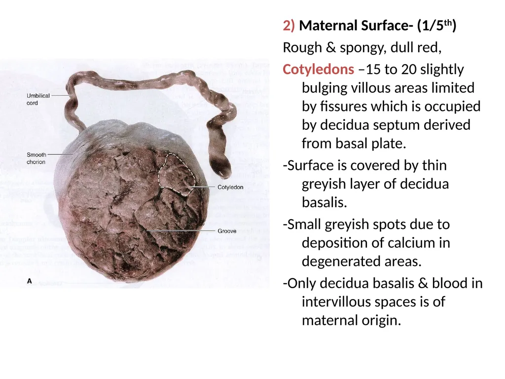 Placenta & Membranes- Development & Anatomy Mrs. - slide 17 of 51