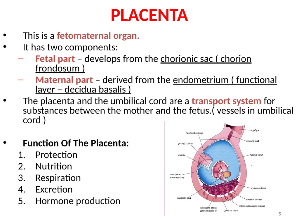 Placenta & Membranes- Development & Anatomy Mrs. - slide 5 of 51